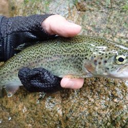 久しぶりの良型アマゴ