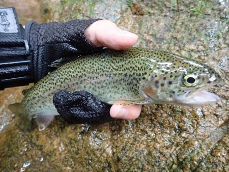 久しぶりの良型アマゴ