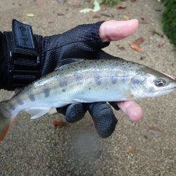 禁漁前に良型求めて