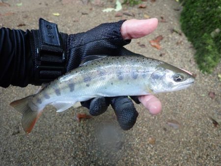 禁漁前に良型求めて