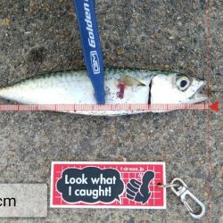 今日もデカアジ