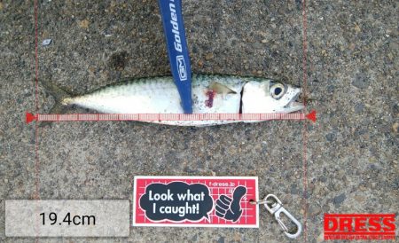 今日もデカアジ