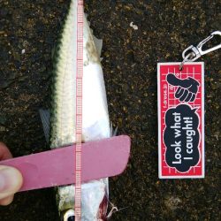 メクリアジ　リベンジ