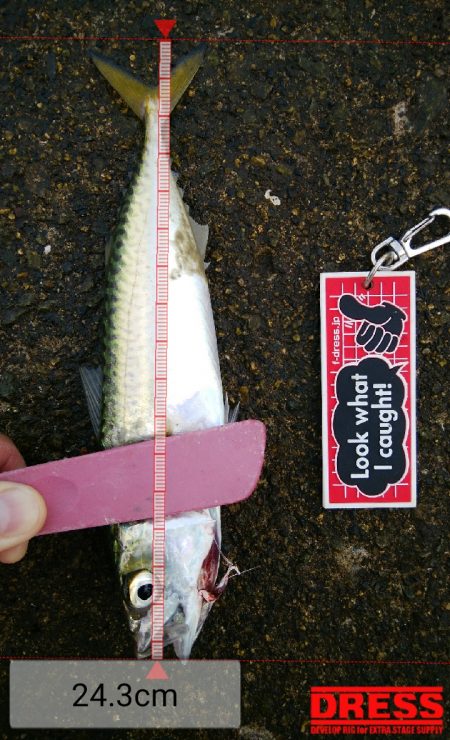 メクリアジ　リベンジ