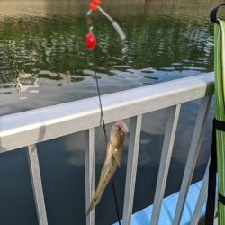 横十間川でハゼ釣り