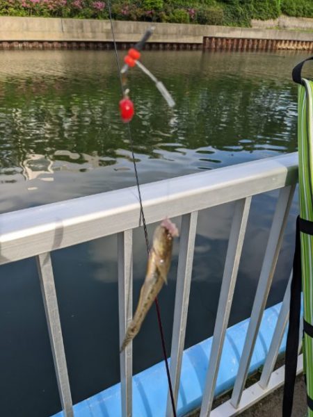 横十間川でハゼ釣り