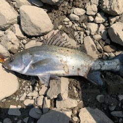 トップ調査の短時間釣行