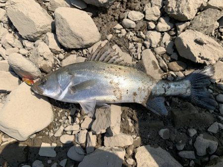 トップ調査の短時間釣行