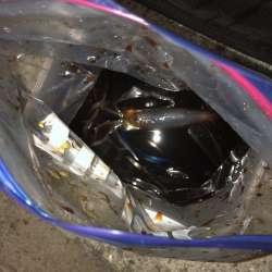 初めてのケンサキイカ