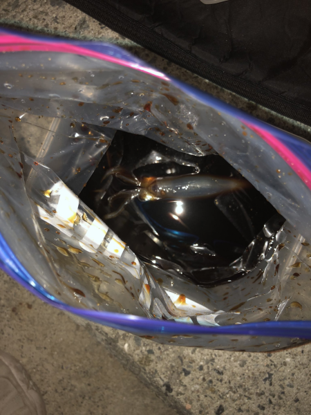 初めてのケンサキイカ