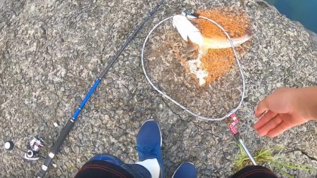 朝マズメ、二日連続釣果！！トップシーバス出た！！60㎝弱！！