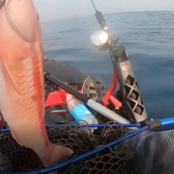 カヤックコラボｗオジサンにホウボウｗガラカブの根魚