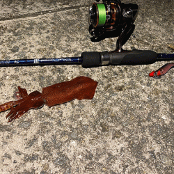 瀬戸内の島ケンサキイカエギング(2020-1)