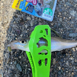 姫路で良型キス釣り(2020-3)