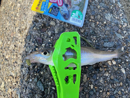 姫路で良型キス釣り(2020-3)