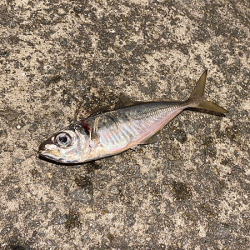 瀬戸内の島アジング(2020-13)