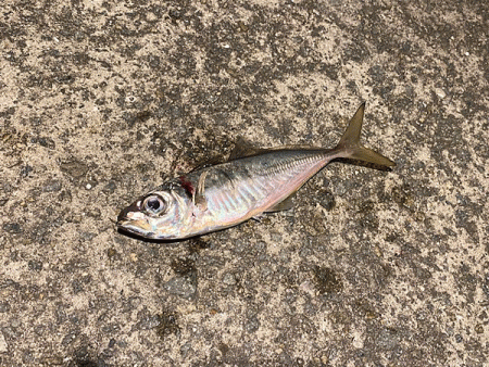 瀬戸内の島アジング(2020-13)