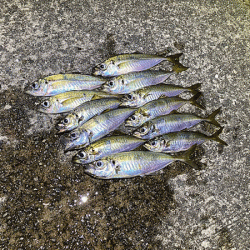 瀬戸内の島アジング(2020-13)