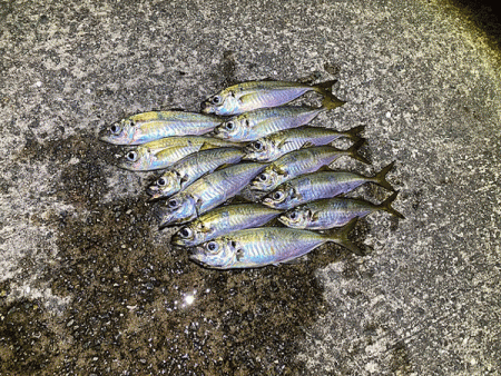 瀬戸内の島アジング(2020-13)