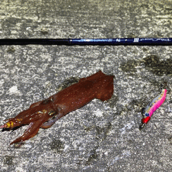 瀬戸内の島ケンサキイカエギング(2020-3)