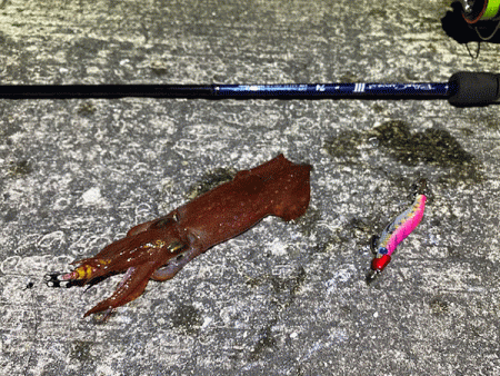 瀬戸内の島ケンサキイカエギング(2020-3)