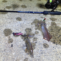 瀬戸内の島ケンサキエギング（2020-4)