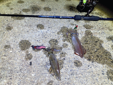 瀬戸内の島ケンサキエギング（2020-4)