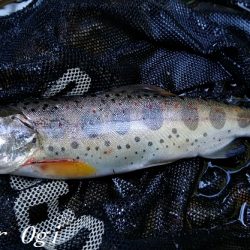 禁漁期目前の揖保川でアマゴ釣り