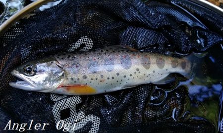 禁漁期目前の揖保川でアマゴ釣り