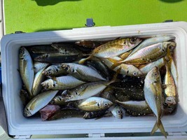 久里浜黒川本家 釣果