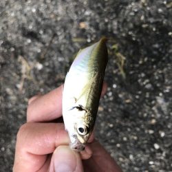 渋いけど魚種多彩?