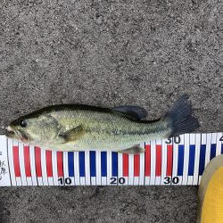 今年も無事釣れました