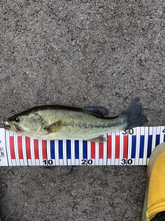 今年も無事釣れました