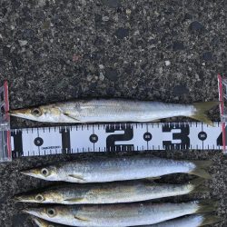 カマスまだいた