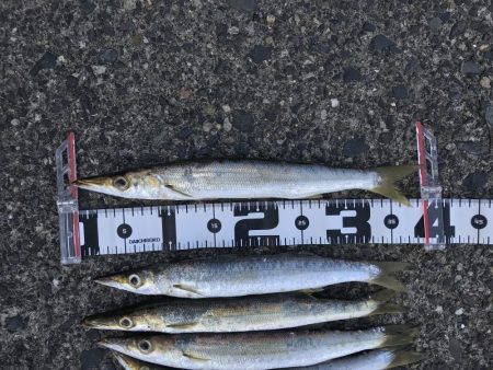 カマスまだいた