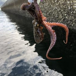 タコ釣り