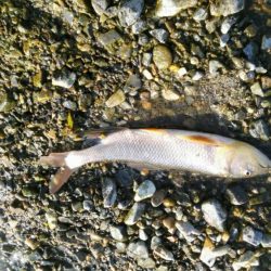 安曇川広瀬で友釣り