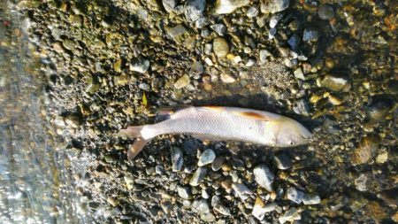 安曇川広瀬で友釣り