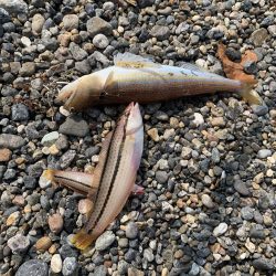 天ぷらが食べたくて