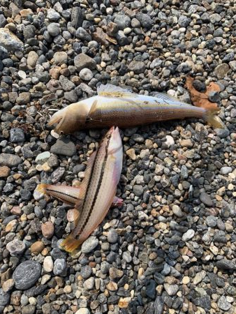 天ぷらが食べたくて