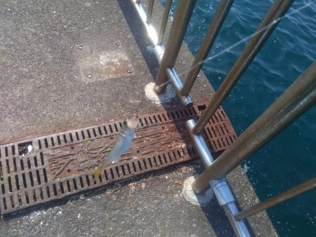 トリックサビキ