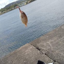 暑さも釣果も厳し目