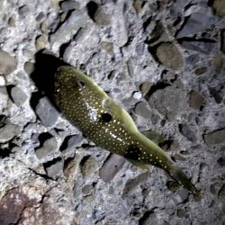 アジがいないなら他の魚で満足する