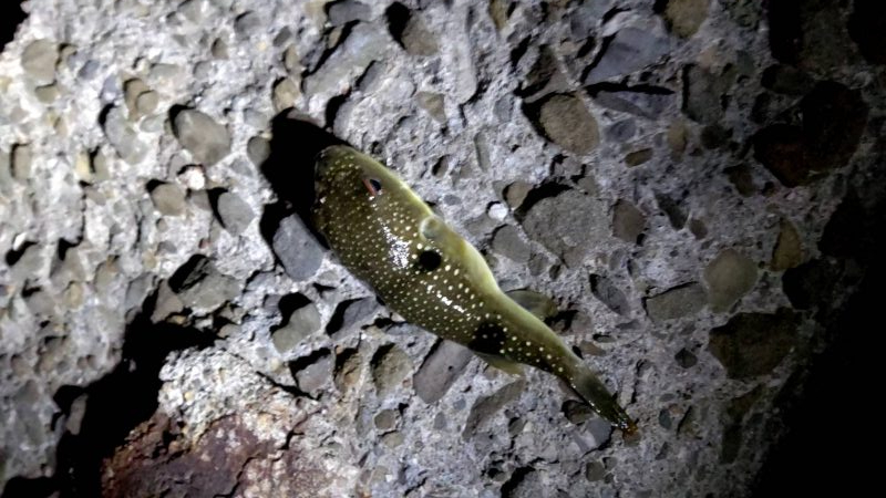 アジがいないなら他の魚で満足する