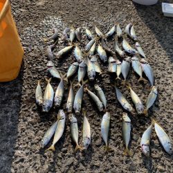 久しぶりのアジ