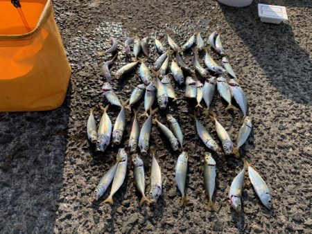 久しぶりのアジ