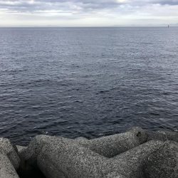 ハマチリベ達もノータチウオノーライフ