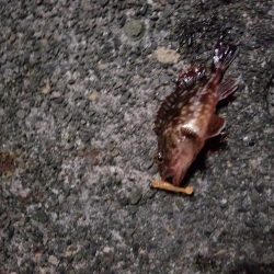 久しぶりのアジング&タコ