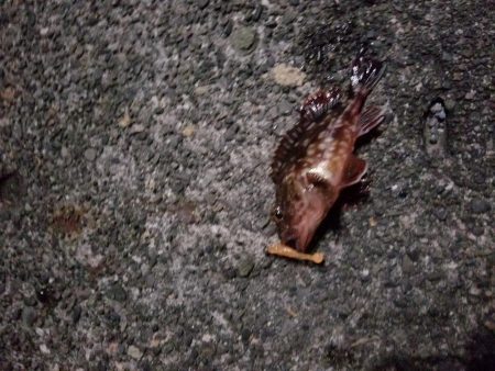 久しぶりのアジング&タコ