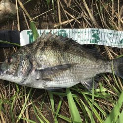 A.P.P ルアーシリーズにてチヌ 連続ヒット!